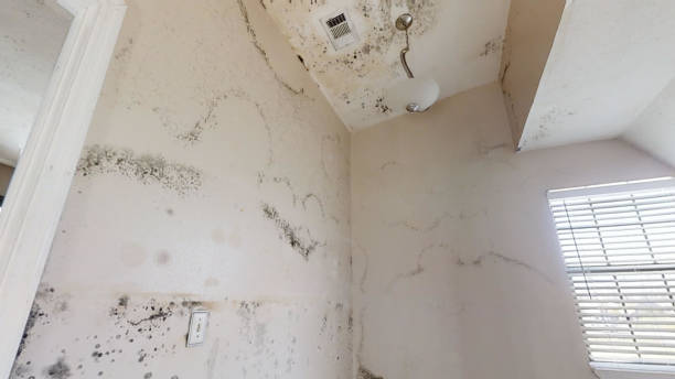 Environmental Consulting for Mold Prevention in Hayneville, AL