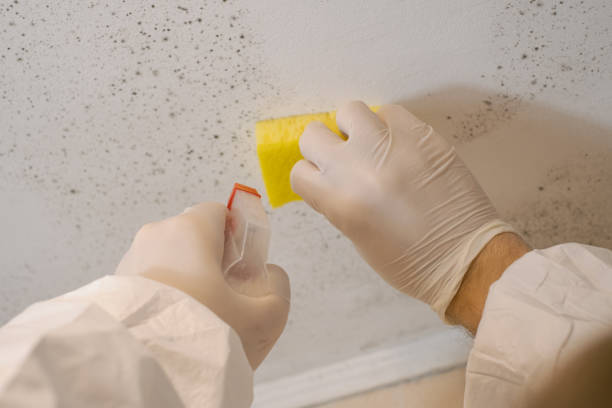 Best Mold Removal for HVAC Installations  in Hayneville, AL