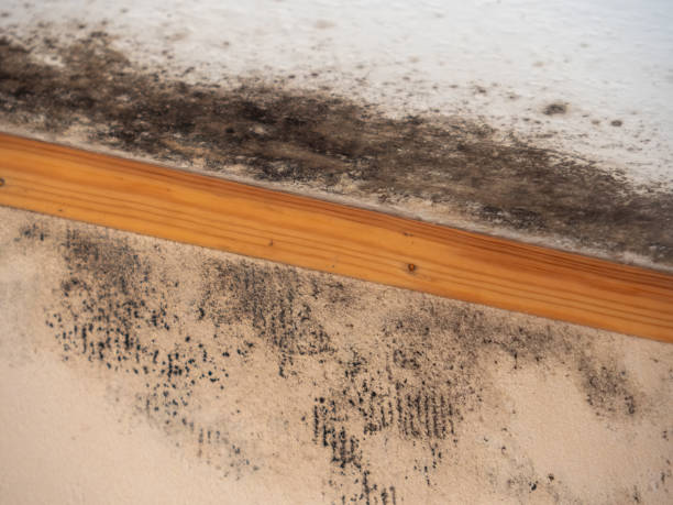 Best Real Estate Mold Inspection  in Hayneville, AL