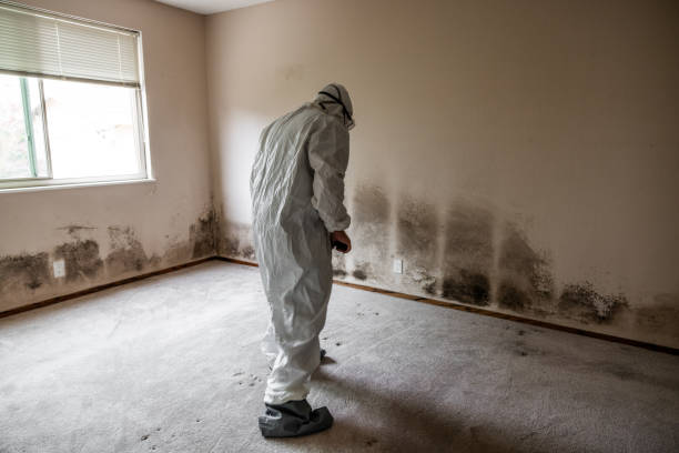 Best Attic Mold Removal  in Hayneville, AL