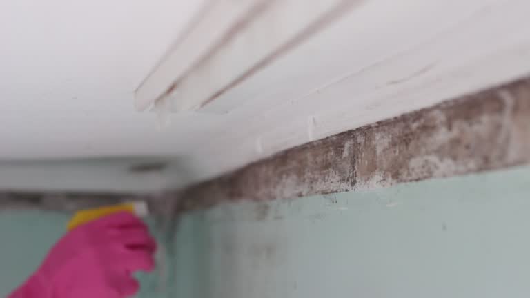 Professional Mold Removal in Hayneville, AL